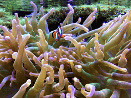 Clownfish and coral at the AquaZoo Leerdam