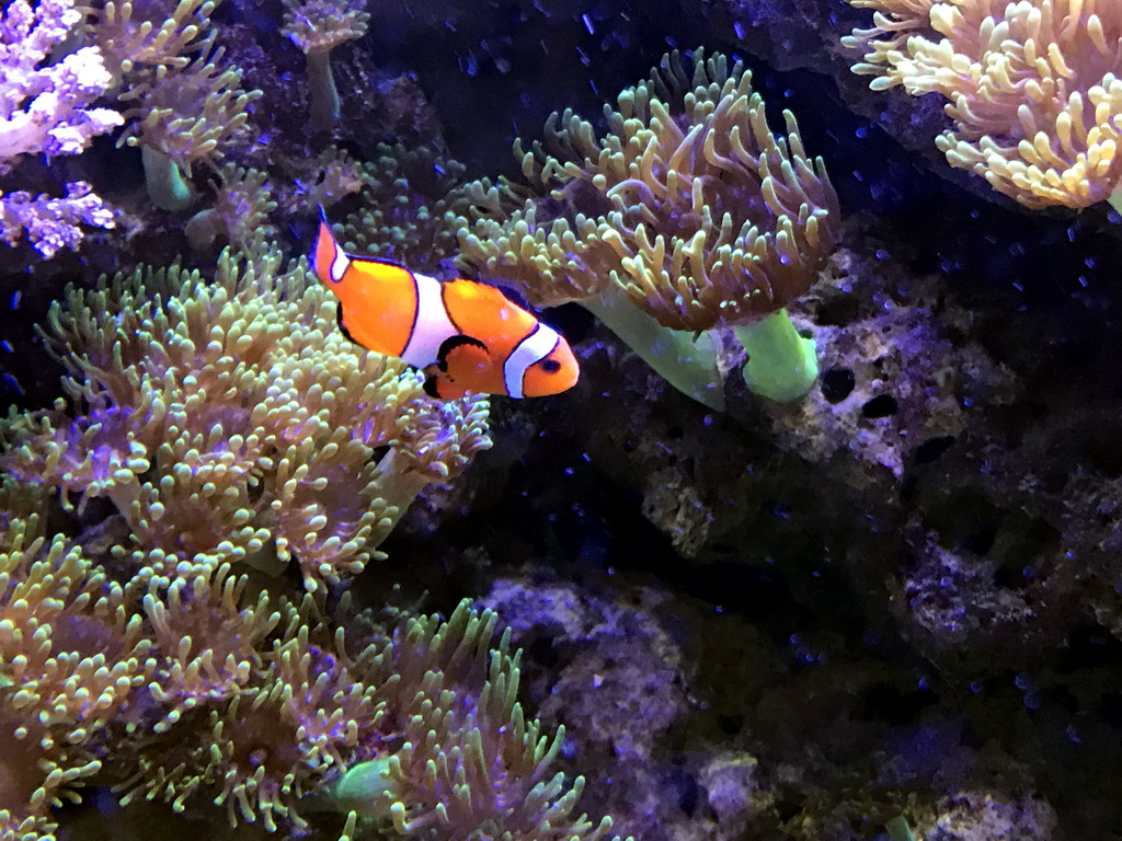 Clownfish and coral at the AquaZoo Leerdam