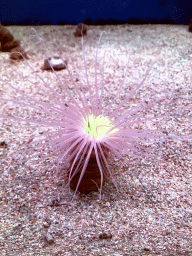 Tube-dwelling Anemone at the AquaZoo Leerdam