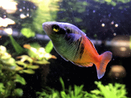 Boeseman`s Rainbowfish at the AquaZoo Leerdam