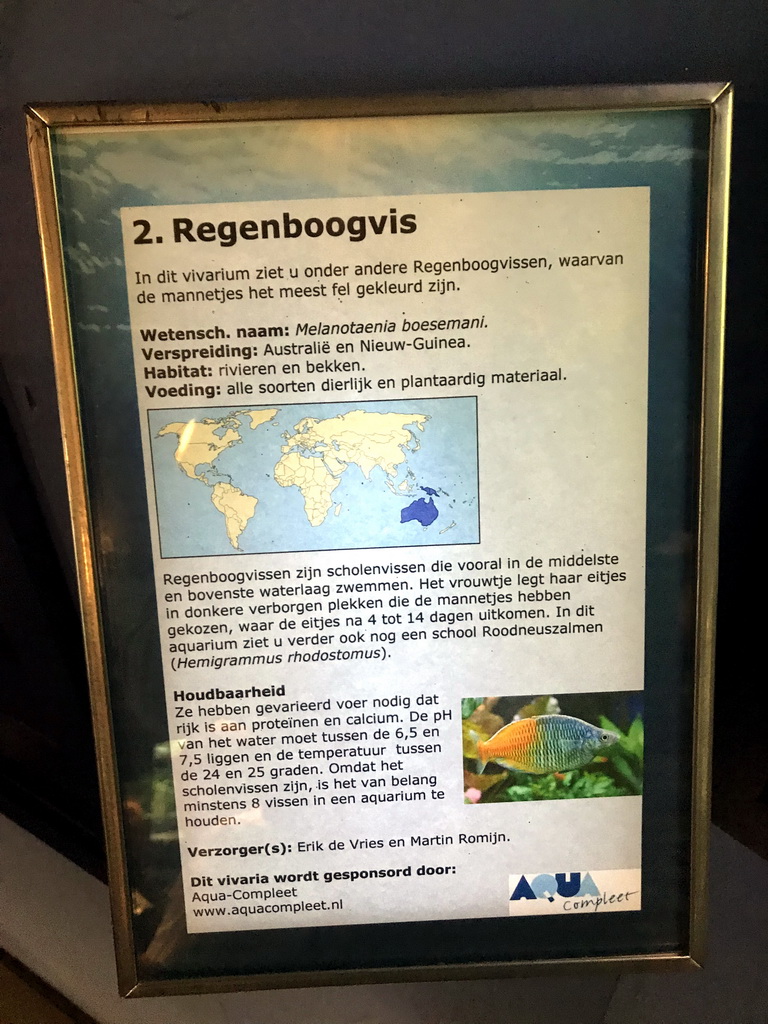 Explanation on the Boeseman`s Rainbowfish at the AquaZoo Leerdam
