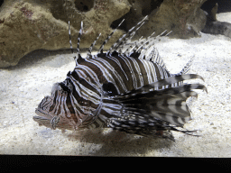 Lionfish at the AquaZoo Leerdam