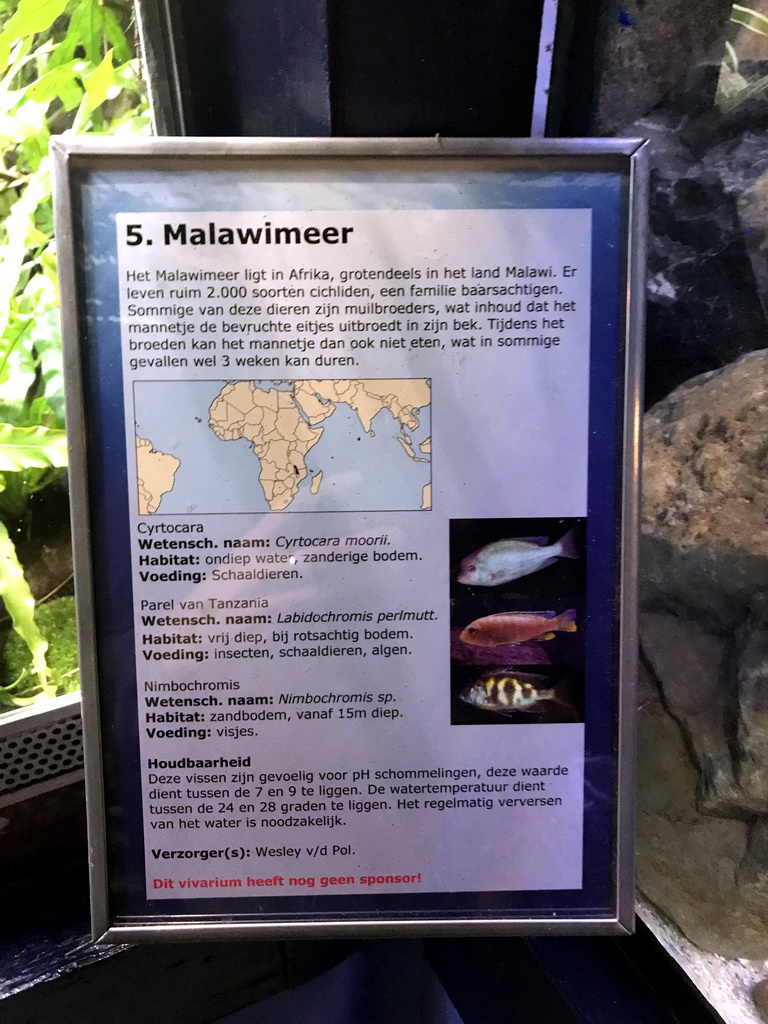 Explanation on the fish species of Lake Malawi at the AquaZoo Leerdam