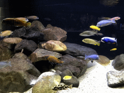 Blue Dolphin Cichlids, Labidochromis, Nimbochromis and other fish at the AquaZoo Leerdam