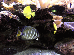 Fish and coral at the AquaZoo Leerdam