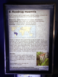 Explanation on the Freshwater Angelfish at the AquaZoo Leerdam