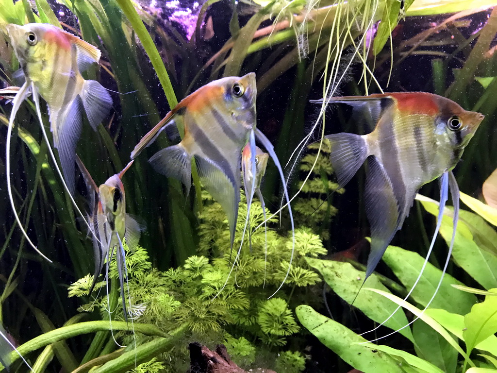 Freshwater Angelfish at the AquaZoo Leerdam