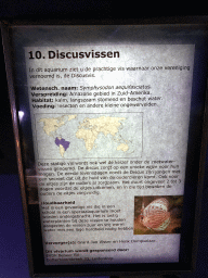 Explanation on the Red Discuses at the AquaZoo Leerdam