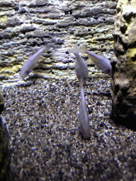Blind Cave Fish at the AquaZoo Leerdam