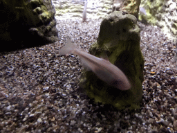 Blind Cave Fish at the AquaZoo Leerdam