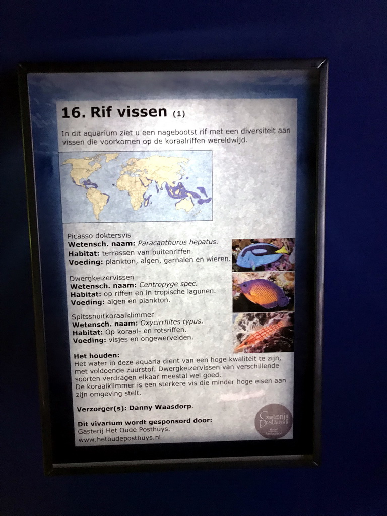 Explanation on the reef fish species at the AquaZoo Leerdam