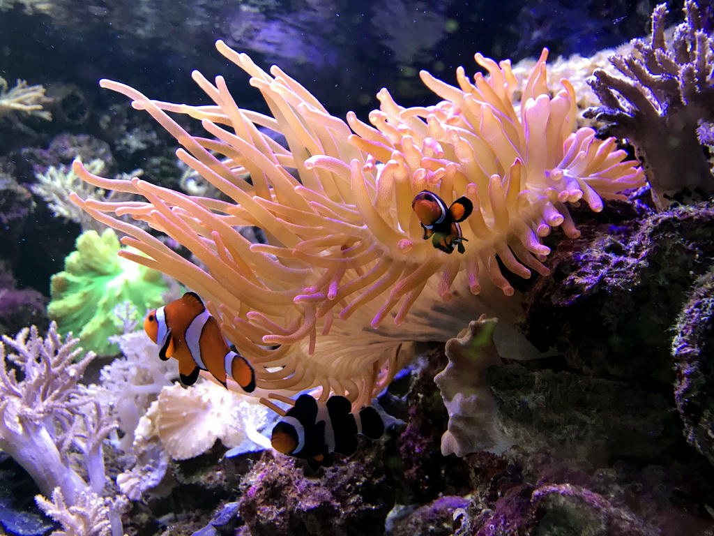 Clownfish and coral at the AquaZoo Leerdam