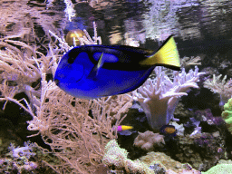 Blue Tang, other fish and coral at the AquaZoo Leerdam