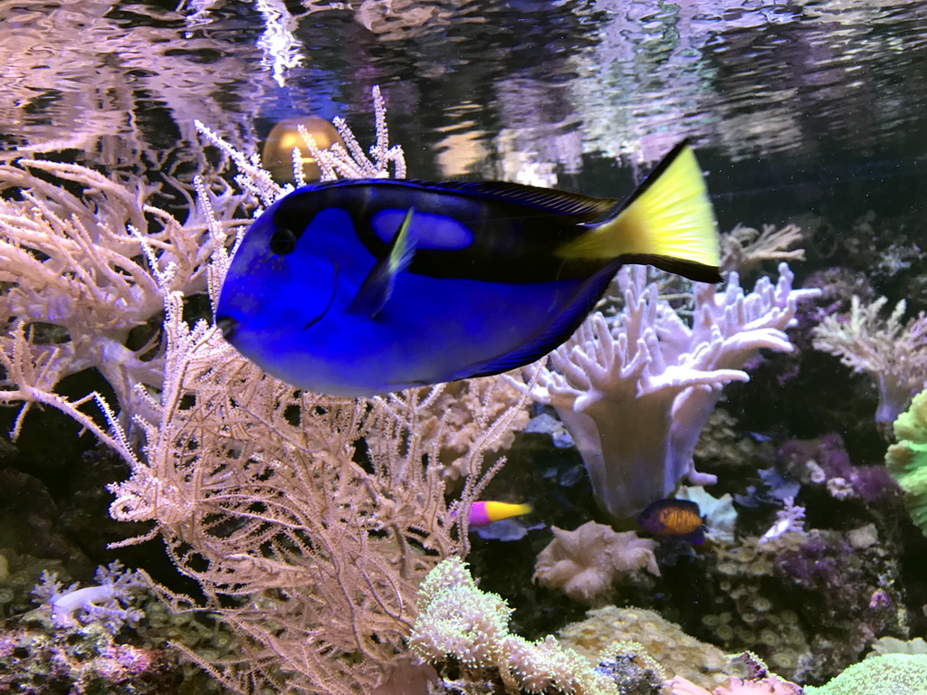 Blue Tang, other fish and coral at the AquaZoo Leerdam