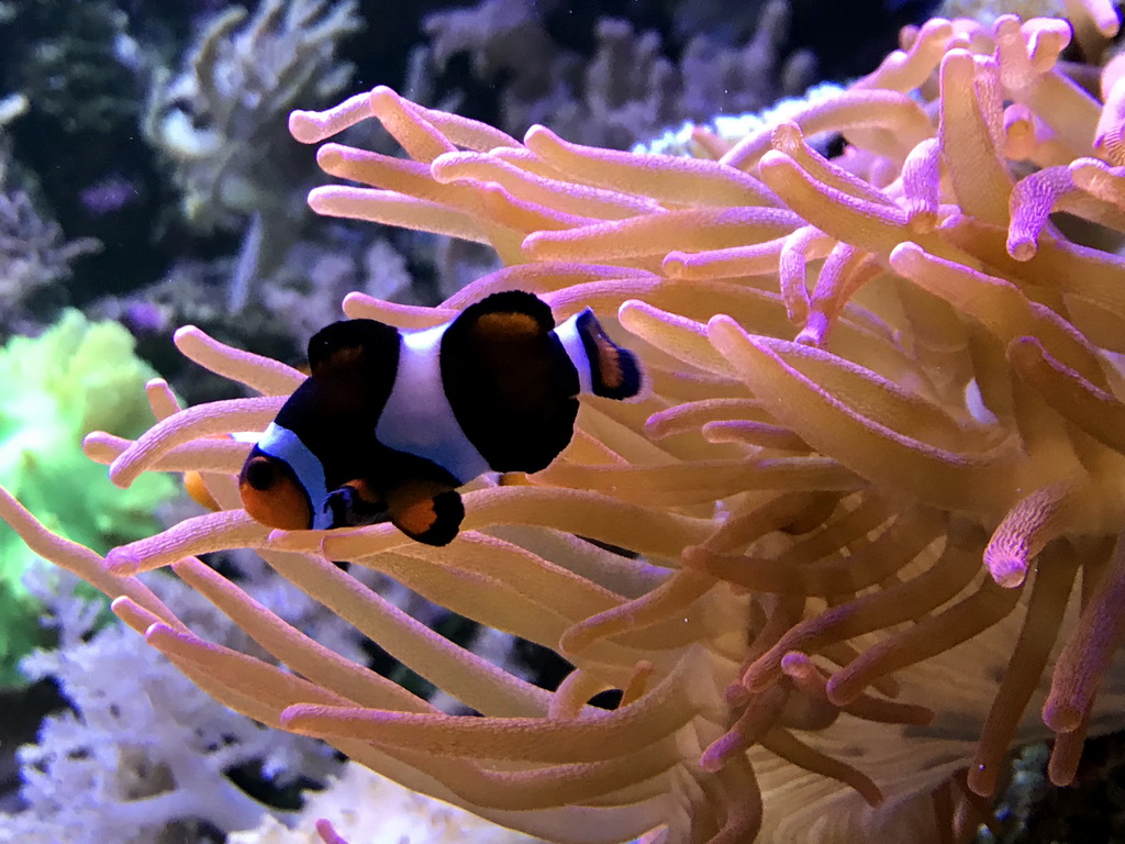 Clownfish and coral at the AquaZoo Leerdam