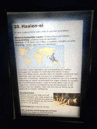 Explanation on the egg of a Brownbanded Bamboo Shark at the AquaZoo Leerdam