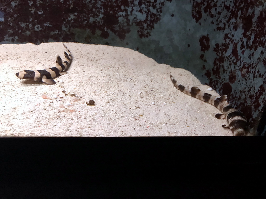 Young Brownbanded Bamboo Sharks at the AquaZoo Leerdam