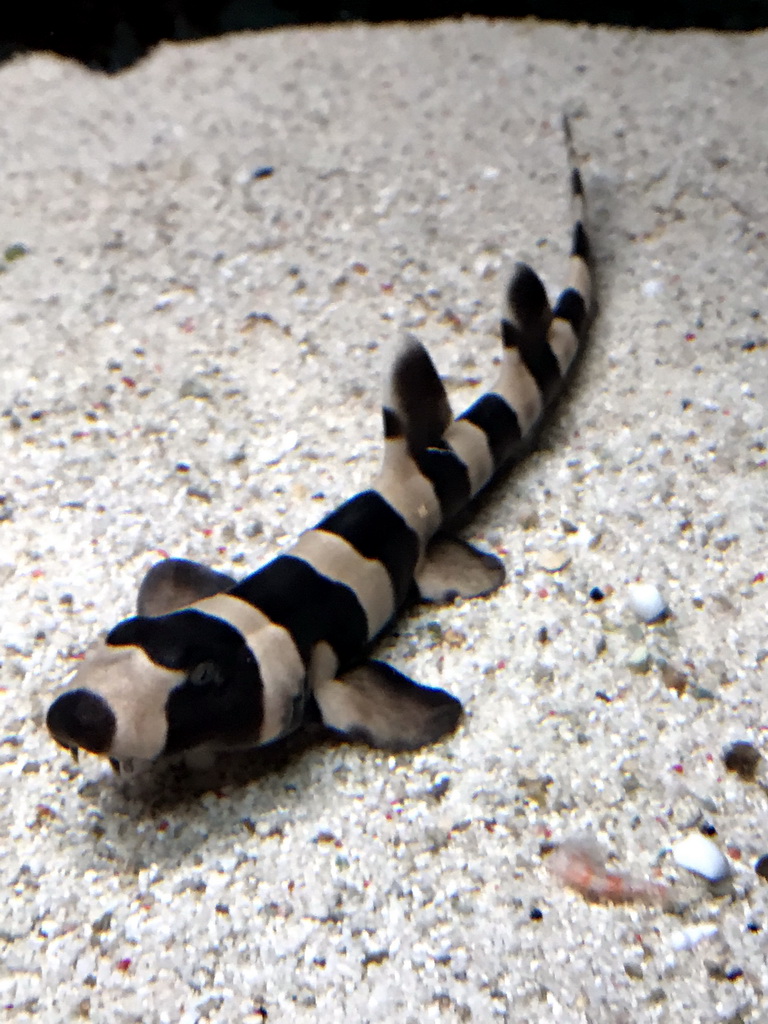 Young Brownbanded Bamboo Shark at the AquaZoo Leerdam