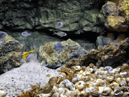 Fish and shells at the AquaZoo Leerdam
