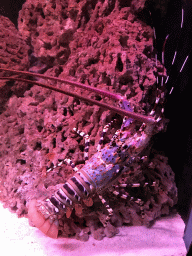 Painted Spiny Lobster at the AquaZoo Leerdam