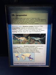 Explanation on the Ornate Spiny Lobster and the Painted Spiny Lobster at the AquaZoo Leerdam