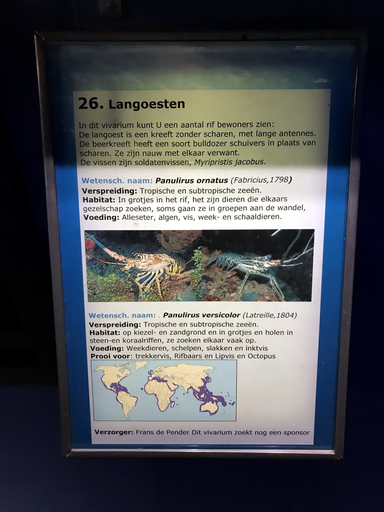 Explanation on the Ornate Spiny Lobster and the Painted Spiny Lobster at the AquaZoo Leerdam