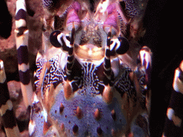 Painted Spiny Lobster at the AquaZoo Leerdam
