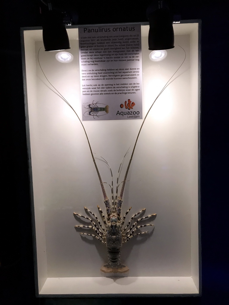 Exoskeleton of the Ornate Spiny Lobster at the AquaZoo Leerdam, with explanation