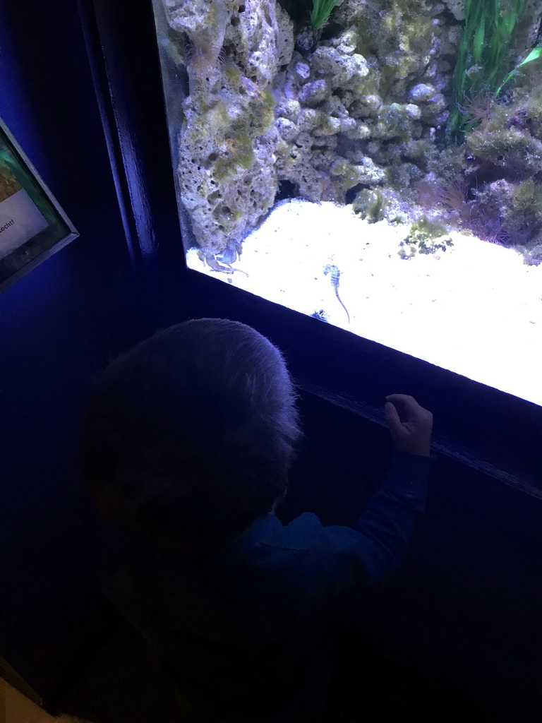 Max with Longsnout Seahorses at the AquaZoo Leerdam