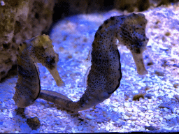 Longsnout Seahorses at the AquaZoo Leerdam