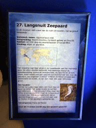 Explanation on the Longsnout Seahorse at the AquaZoo Leerdam
