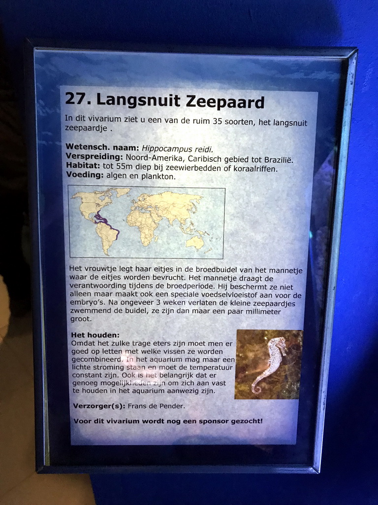 Explanation on the Longsnout Seahorse at the AquaZoo Leerdam