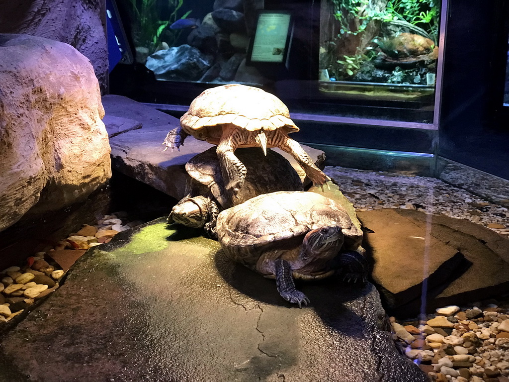 Red-eared Sliders at the AquaZoo Leerdam