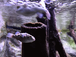 Fish at the AquaZoo Leerdam