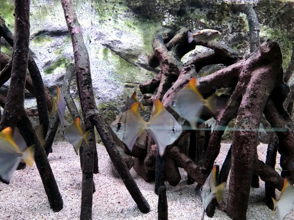 Fish at the AquaZoo Leerdam