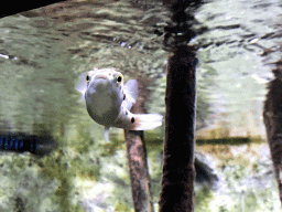 Fish at the AquaZoo Leerdam