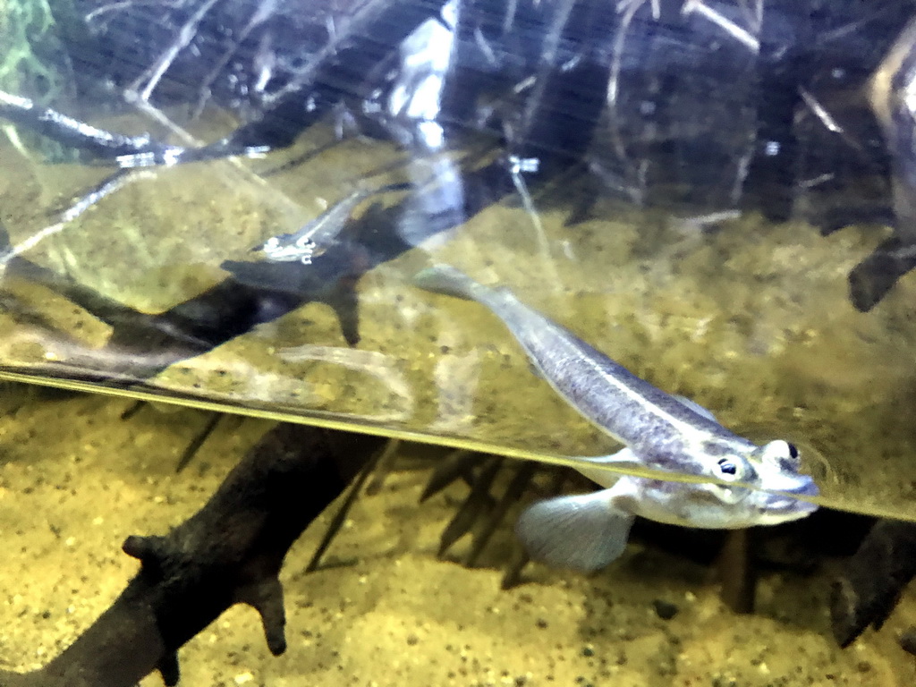 Mudskipper at the AquaZoo Leerdam