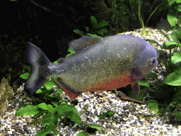 Piranha at the AquaZoo Leerdam