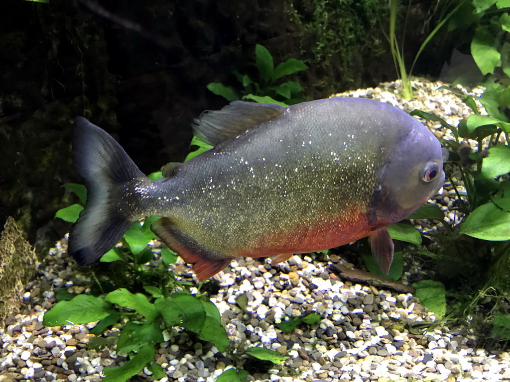 Piranha at the AquaZoo Leerdam