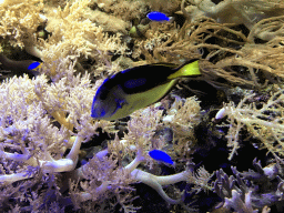 Fish and coral at the AquaZoo Leerdam