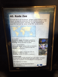 Explanation on the fish species of the Red Sea at the AquaZoo Leerdam
