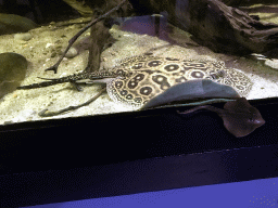 Stingray toy and Stingray at the AquaZoo Leerdam