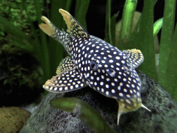 Fish at the AquaZoo Leerdam