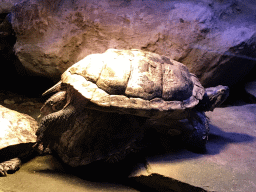 Red-eared Sliders at the AquaZoo Leerdam