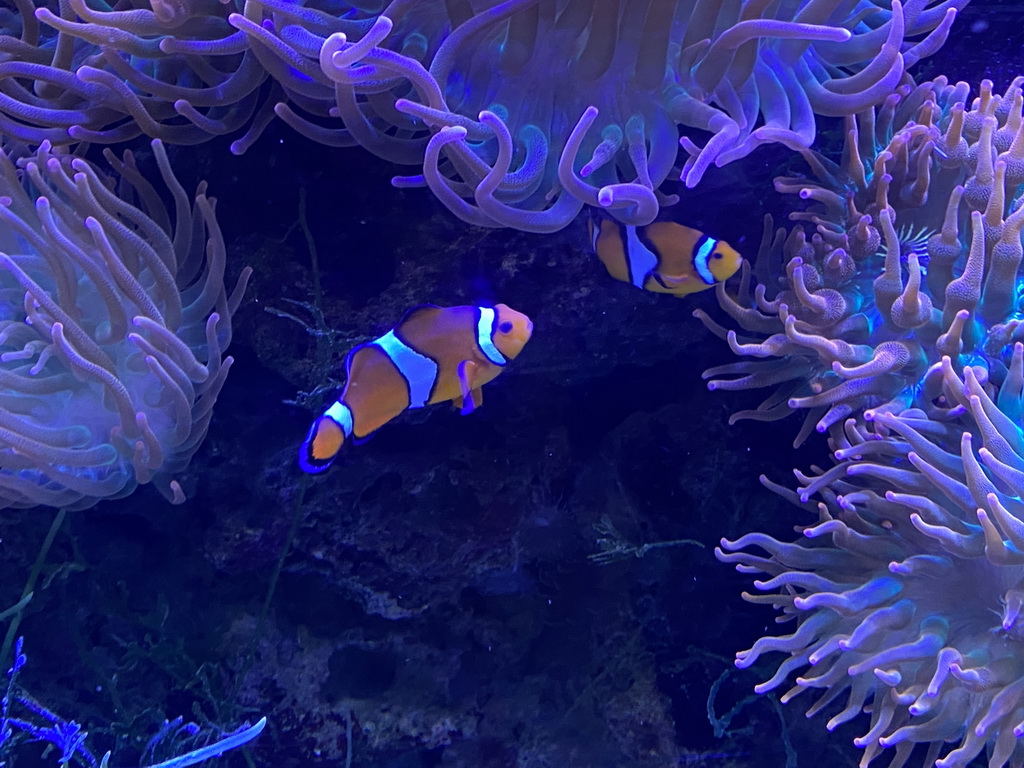 Clownfishes and Sea Anemones at the AquaZoo Leerdam