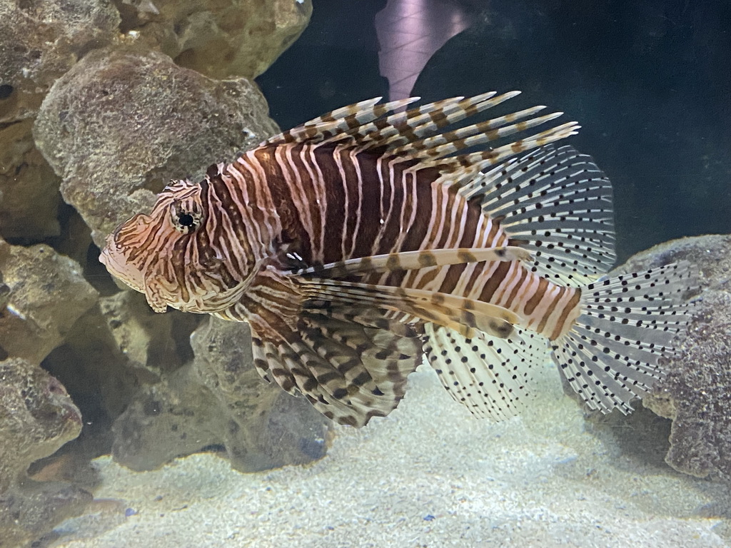 Lionfish at the AquaZoo Leerdam