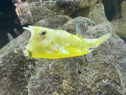 Longhorn Cowfish at the AquaZoo Leerdam