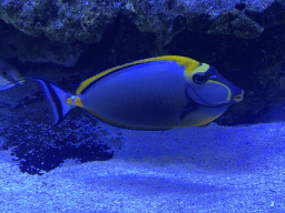 Fish at the AquaZoo Leerdam