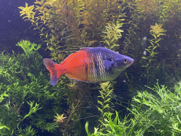 Fish at the AquaZoo Leerdam