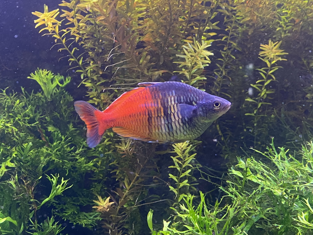 Fish at the AquaZoo Leerdam